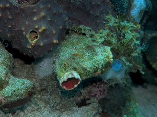 The amazing and mysterious underwater world of Indonesia, North Sulawesi, Manado, sea squirt