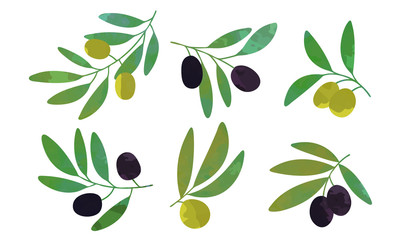 Tree Branches with Green and Black Olives Collection, Healthy Organic Product Vector Illustration
