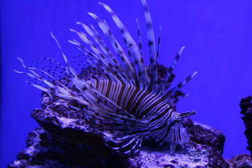Striped reef fish. Ocean fish