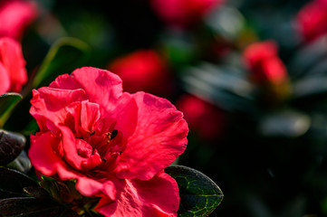 A red azalea