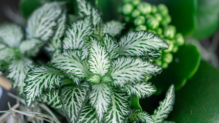 Green and white leaves plant. Macro photo. Closeup