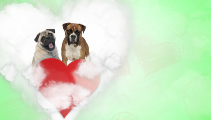 couple of pug and boxer in heart shape
