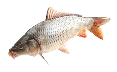 Carp fish on a white background