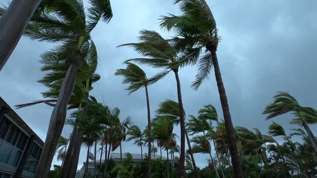 Palm Trees Sway In Strong Wind As Tropical Storm Hits Coast - Blake