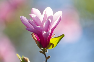 Pink magnolia blossomed