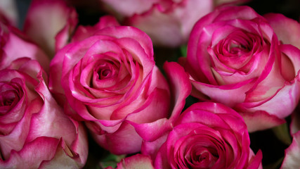 bouquet of rose closeup, macro. 