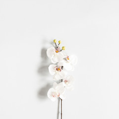 Naklejka na ściany i meble Flowers composition. Orchid flower on pastel gray background. Flat lay, top view