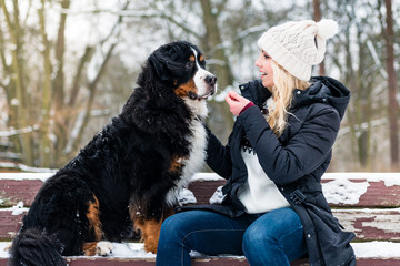 Woman walking Bernese mountain dog on a winter day