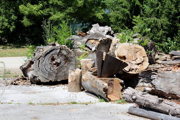 Fototapeta premium Pile of dried large old wooden logs with cracked bark left in paved backyard of abandoned industrial complex surrounded with freshly cut grass and dense trees