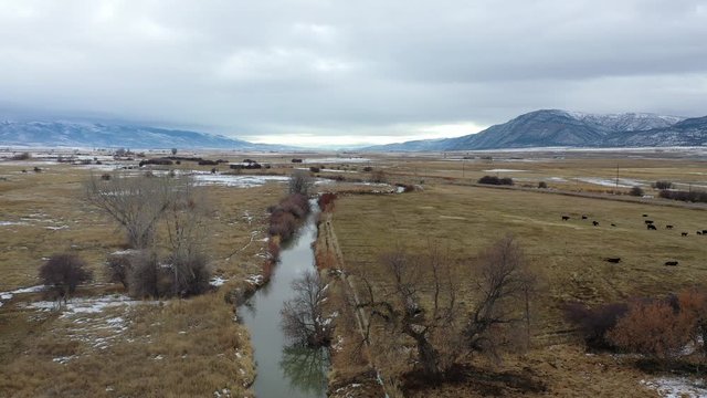 Aerial-High pass over small stream through pasture land dotted with grazing cattle on an overcast winter day