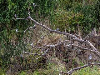 A flock of Pied Kingfishers was roosting close to their hunting territory. Lake Baringo, Kenya.