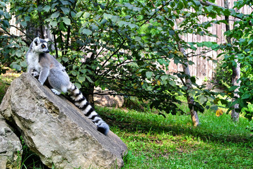Obraz premium A gray lemur with a striped black and white tail, sits on a large stone, stares intently to the side, next to green grass and trees, in the summer afternoon.