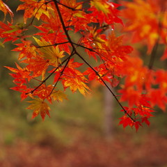 Fototapeta premium 雨の紅葉