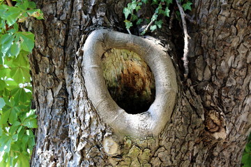 Tree hole with thick edge on side of tall old tree surrounded with crusty bark and dense trees in local public park