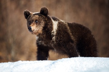 Close up of a brown bear cub walking in the snow in the wilderness forest.Transylvania,Romania.