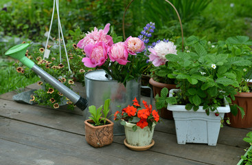 Watering can with peony, strawberry and balsamine flowers in pots in the garden.