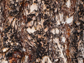 Tronc à l'écorce fissurée marron-rouge et résineux du sapin de Douglas ou pin de l'Orégon (Pseudotsuga menziesii)