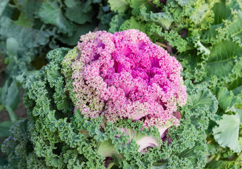 Decorative cabbage growing in garden, close-up in selective focus