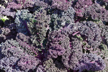 Background of the purple curly kale leaves close-up