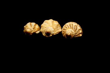 Three shells isolated on black