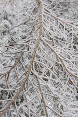 Obraz premium Branches of pine tree with snow , Snow on the tree , Winter scene