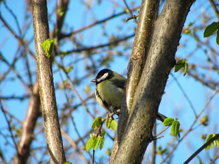 A tit sits on a branch of a hazel bush against a bright blue sky in spring