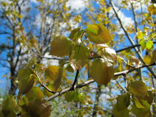  Young green leaves just blossomed on a tree. Branch with leaves close-up