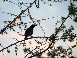  Silhouette of a starling on a flowering branch against the evening sky