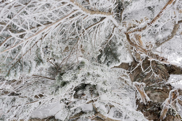 Branches of pine tree with snow , Snow on the tree , Winter scene