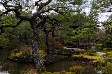Peaceful garden in Japan