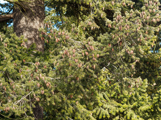 (Pseudotsuga menziesii) Sapin de Douglas aux cônes pendant à bractées saillantes à trois pointes sur ses écailles, minces aiguilles en écouvillon vert foncé à bandes clair autour de rameaux en brosse