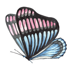 Butterfly pattern in blue and pink colors.