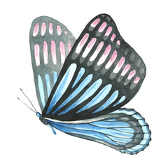 Butterfly pattern in blue and pink colors.