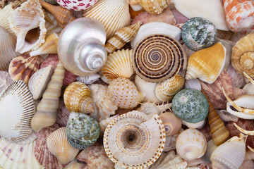 Lots of different seashells piled together