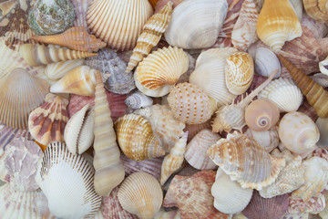 Different sea shells piled together