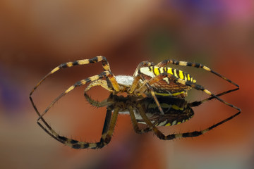 Wasp spider (Argiope) side view on mirror.