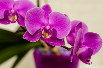 Naklejka na ściany i meble Beautiful Purple Phalaenopsis Orchid Flowers