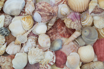 Seashell background, lots of different seashells piled together