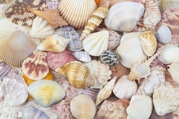 Colorful seashell background