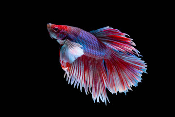 The Moving Moment of Red Blue  Half Moon Big Ear oe Elephant Ear Betta Splendens or Siamese Fighting Fish on Black Background