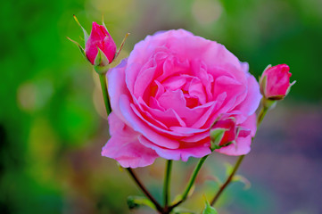 伊丹市のバラ園で見つけたバラの花、マイン ルビー