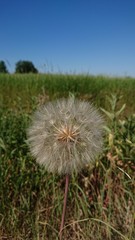 a perfect dandelion just before it's being blown away...
