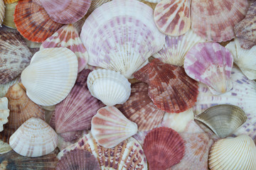 Lots of different seashells piled together