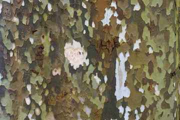 Interesting pattern on bark of a tree