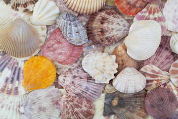 Seashells background