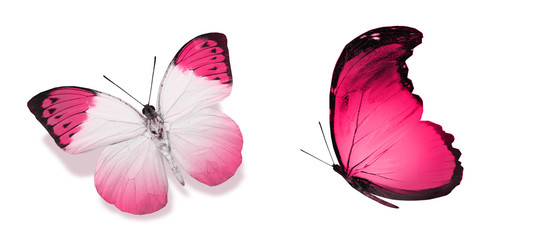 Color butterflies , isolated on white background