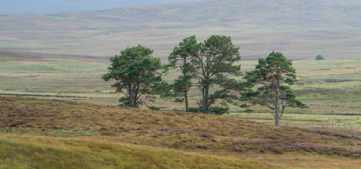 Kiefern im den nördlichen schottischen Highlands