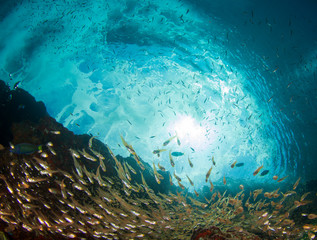 Fototapeta na wymiar Underwater photo of fish in ocean. Glassfish 