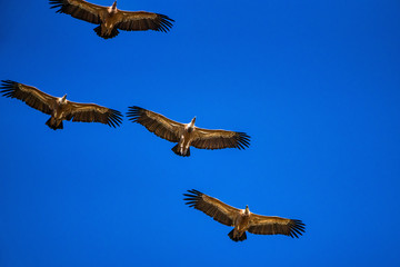 Griffon vultures, Gyps fulvus in Monfrague National Park. Extremadura, Spain