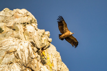 Griffon vulture, Gyps fulvus in Monfrague National Park. Extremadura, Spain